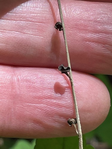 Mitella diphylla, photograph 3