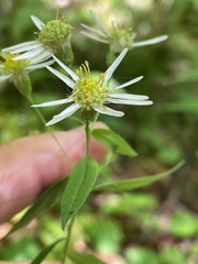 Doellingeria umbellata, photograph (c) Tom Scavo, some rights reserved (CC BY)