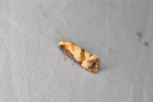 Phalonidia contractana