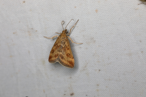 Straw-barred Pearl