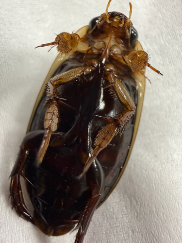 Hybrid Predaceous Diving Beetle
