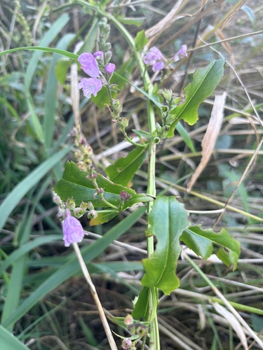 obedient plant