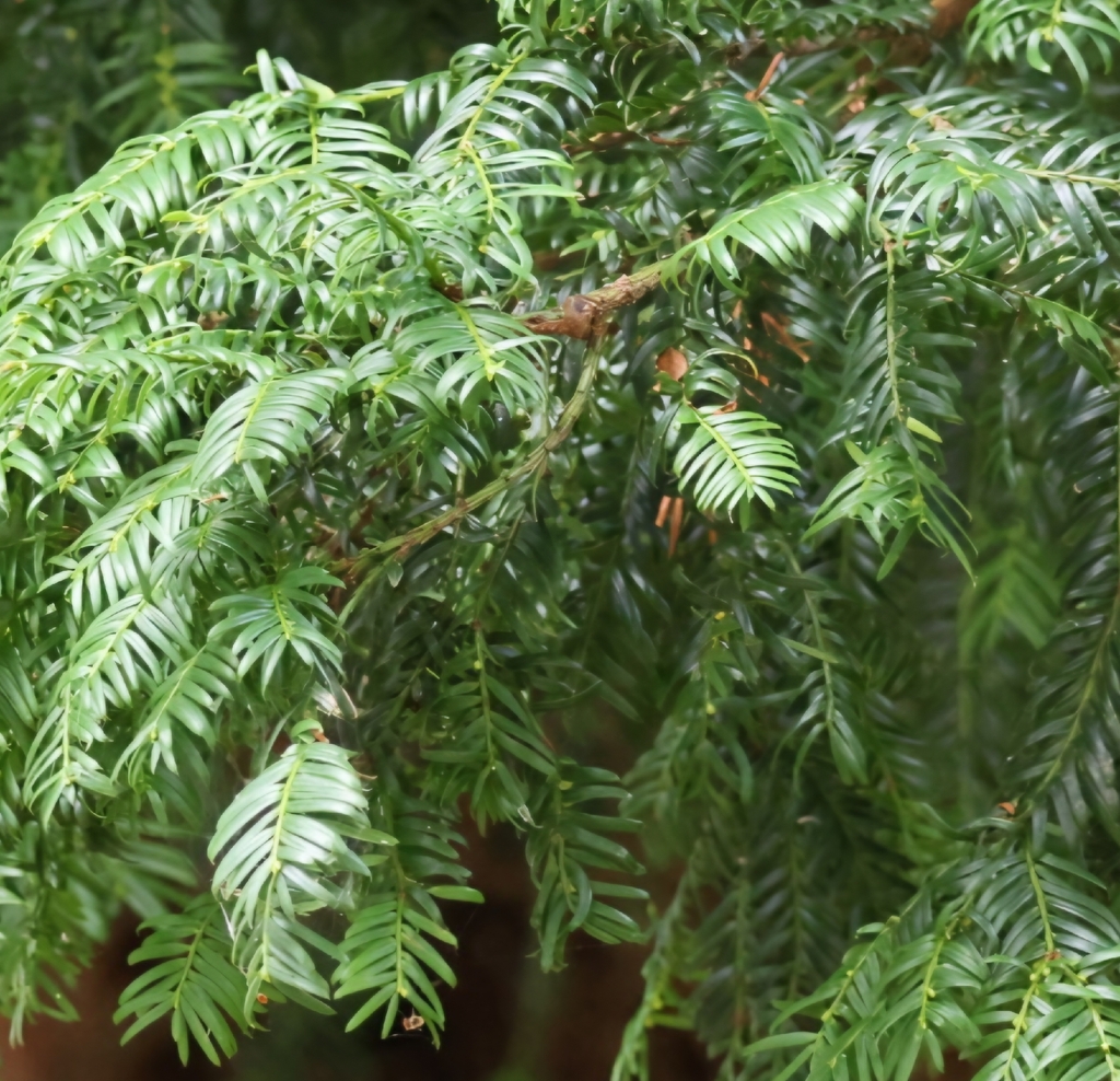 Taxus baccata; photograph (c) ikelman, some rights reserved (CC BY)