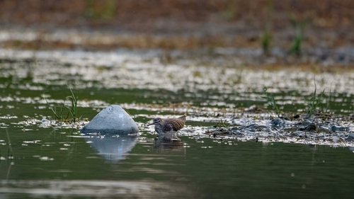 Green Sandpiper