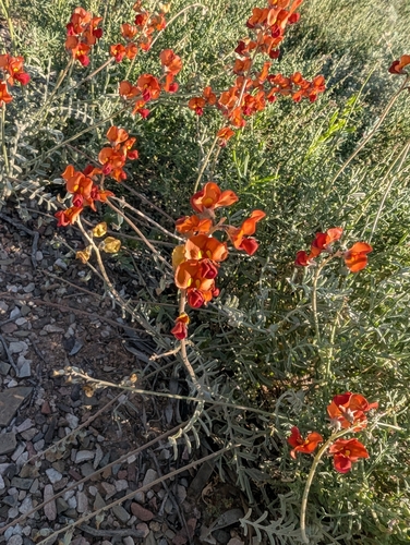 Swainsona stipularis, 2026-09-22