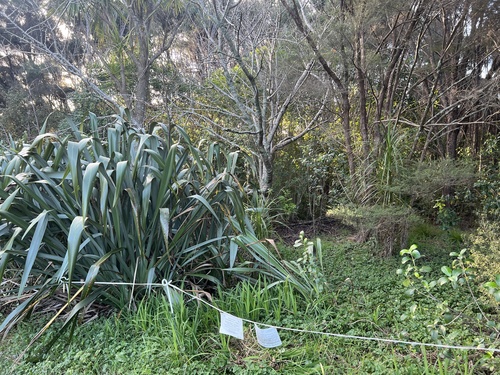 Crocosmia × crocosmiiflora, photograph 5