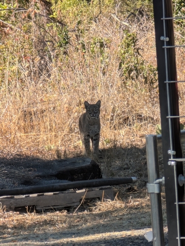 Bobcat seen in Sonoma Valley