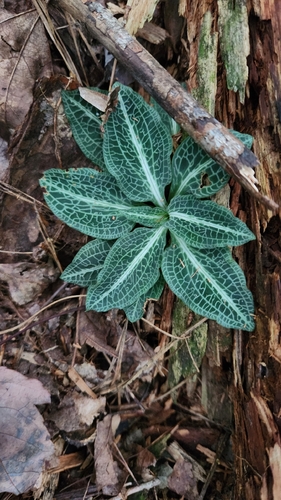 Goodyera pubescens, photograph 5