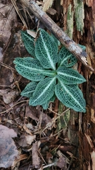 Goodyera pubescens, photograph author not stated, no rights reserved