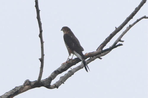 Sharp-shinned Hawk