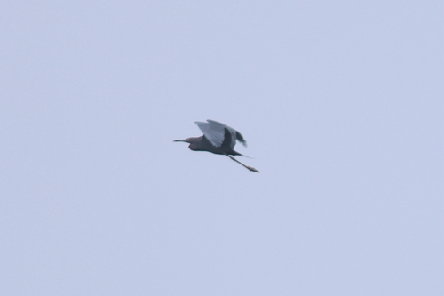 Little Blue Heron