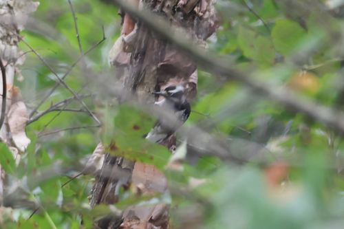 Hairy Woodpecker