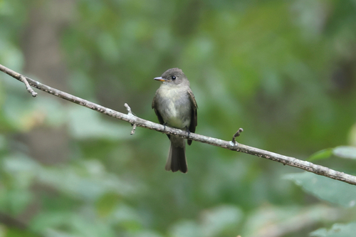 Eastern Wood-Pewee