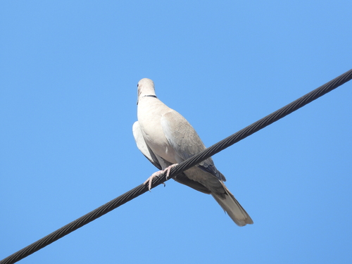 Eurasian Collared-Dove