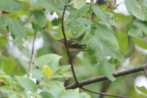 American Redstart