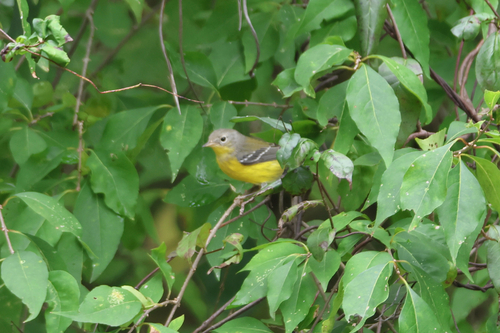 Magnolia Warbler