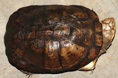 Pelomedusa