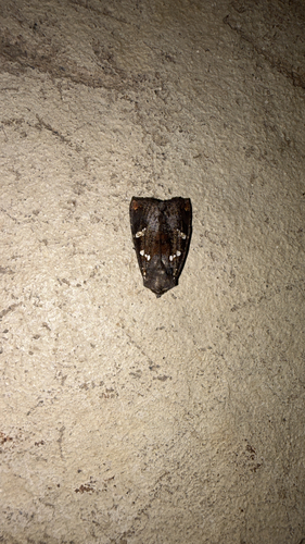 Ironweed Stem Borer Moth