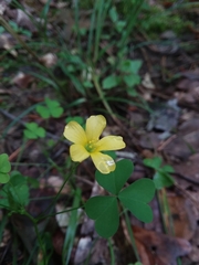 Oxalis florida