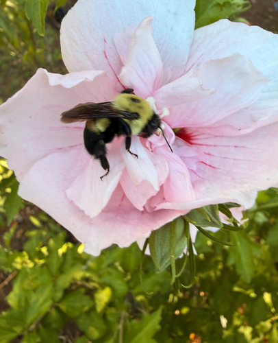 Brown-belted Bumble Bee