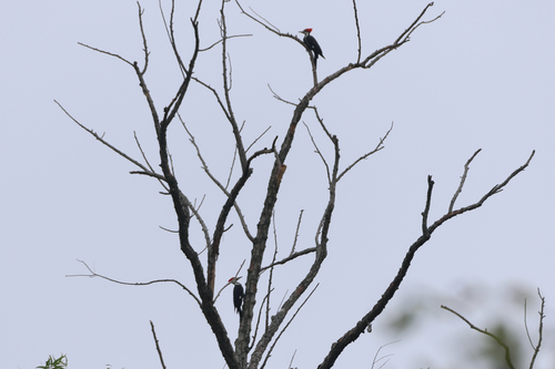Pileated Woodpecker