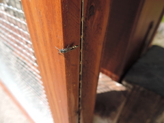 Monosapyga clavicornis