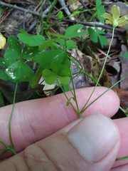Oxalis florida
