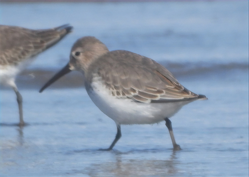 Dunlin