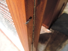 Monosapyga clavicornis