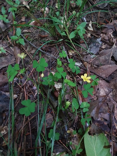 Image of Oxalis florida by (c) Will McFarland, some rights reserved (CC BY)