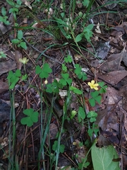 Oxalis florida