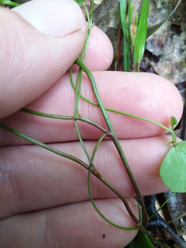 Image of Flowering Yellow Woodsorrel (Oxalis florida) by (c) Will McFarland, some rights reserved (CC BY)
