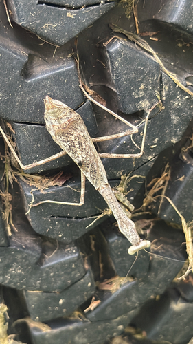 Carolina Mantis