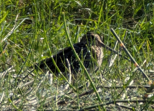Wilson's Snipe