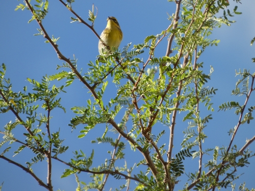 Townsend's Warbler