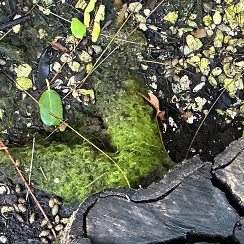 Ectropothecium observed 2026-09-01