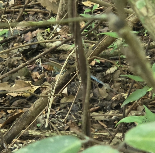 Rainbow Ameiva (Holcosus undulatus)