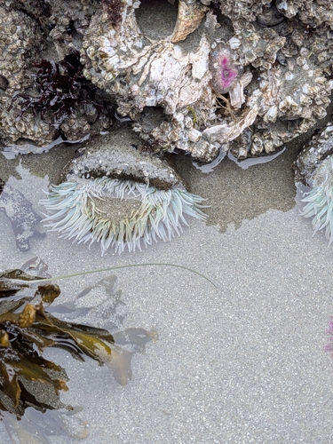Giant Green Anemone