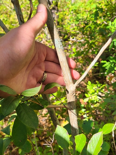 Lyonia ligustrina, photograph 2