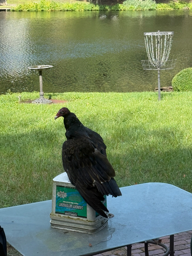 Turkey Vulture