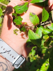 Lyonia ligustrina, photograph (c) Sean Rigney, some rights reserved (CC BY)