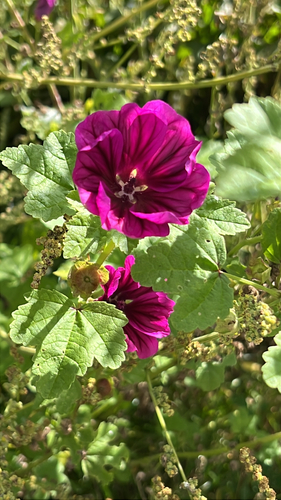 Common Mallow