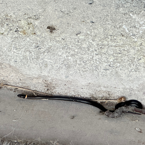 Ring-necked Snake
