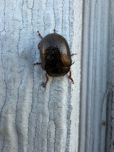 Bronze Beetle