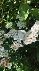 Spiraea × vanhouttei
