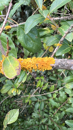 Common Sunburst Lichen