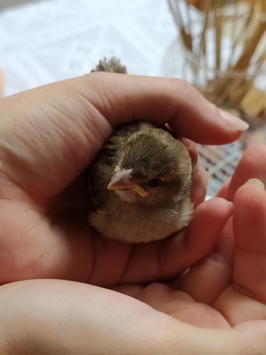 Moineau cisalpin, jeune