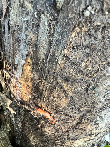 Eastern Newt