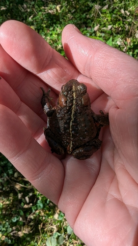Western Toad