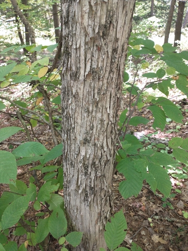 Ostrya virginiana, photograph 6